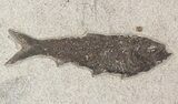 Fossil Fish Wall Mounted Slab/Mural - Wyoming #51345-5